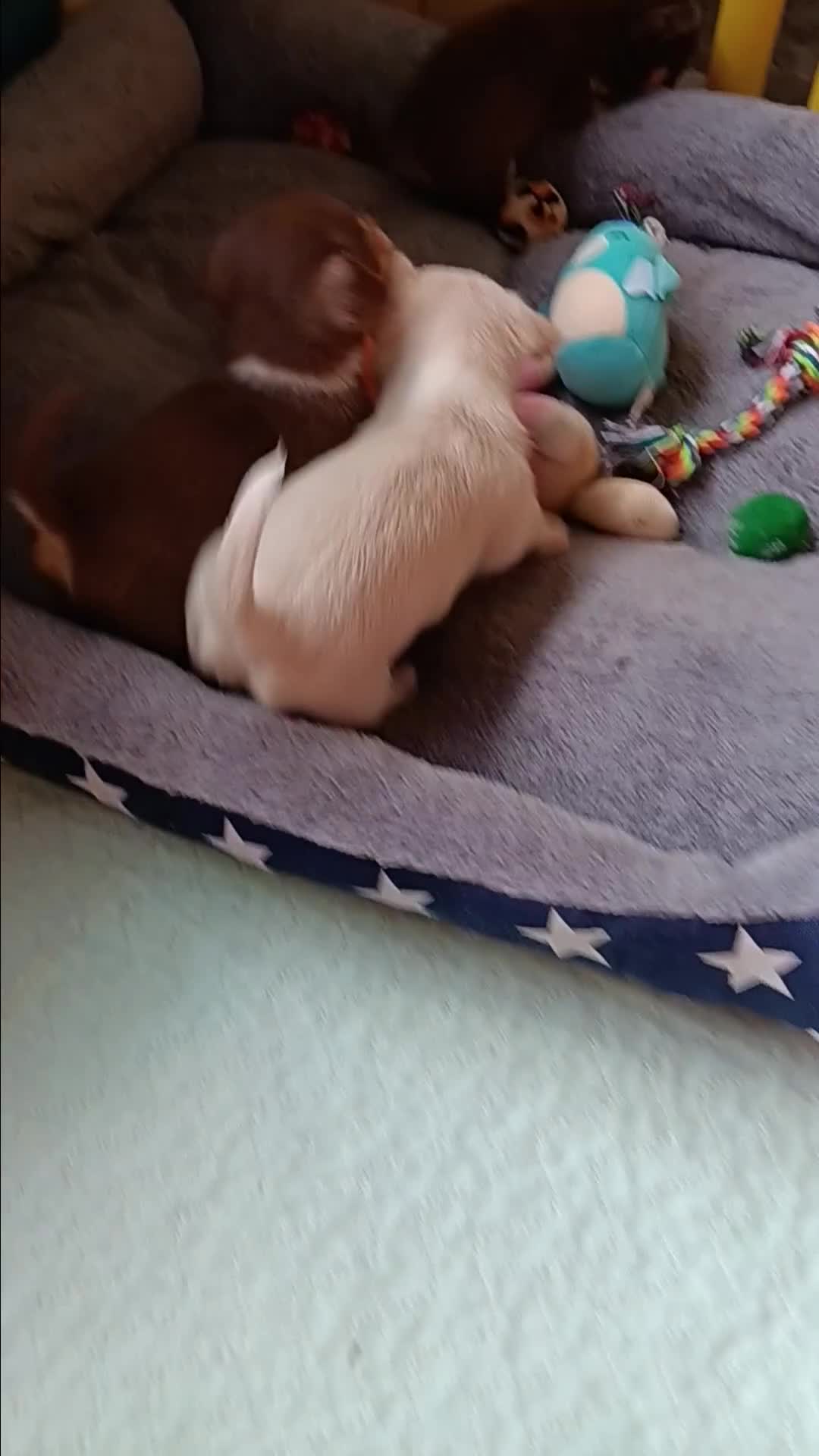 Chihuahua dogs for sale: Chihuhua pups - Video 2