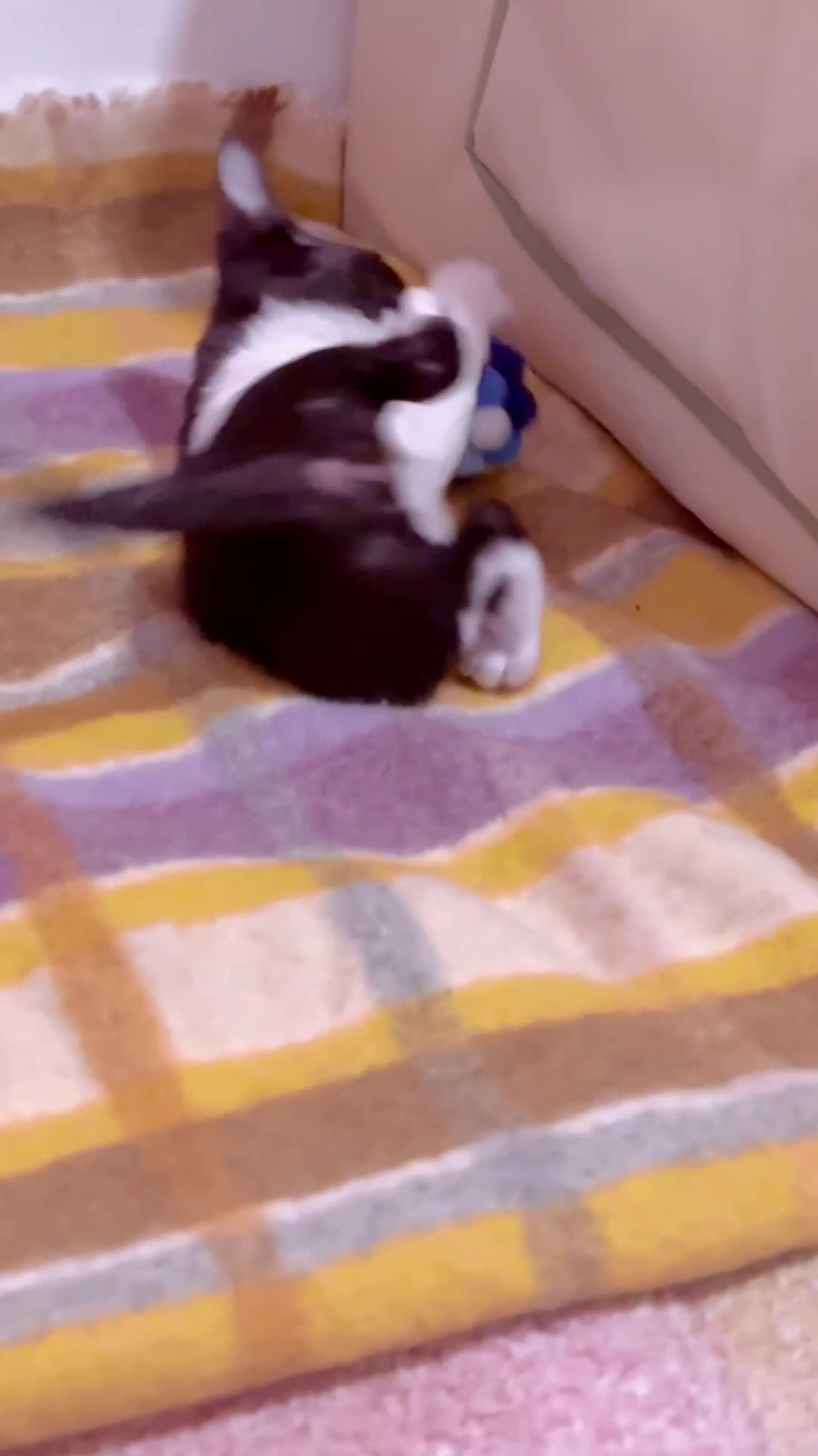 Devon Rex cats for sale: Beautiful Devon Rex kittens ❤️❤️❤️ - Video 1