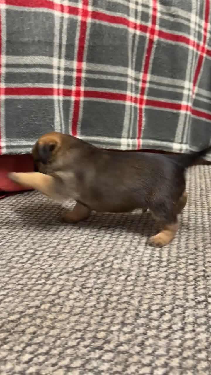 Border Terrier dogs for sale: KC Reg Border terrier pups - Video 2