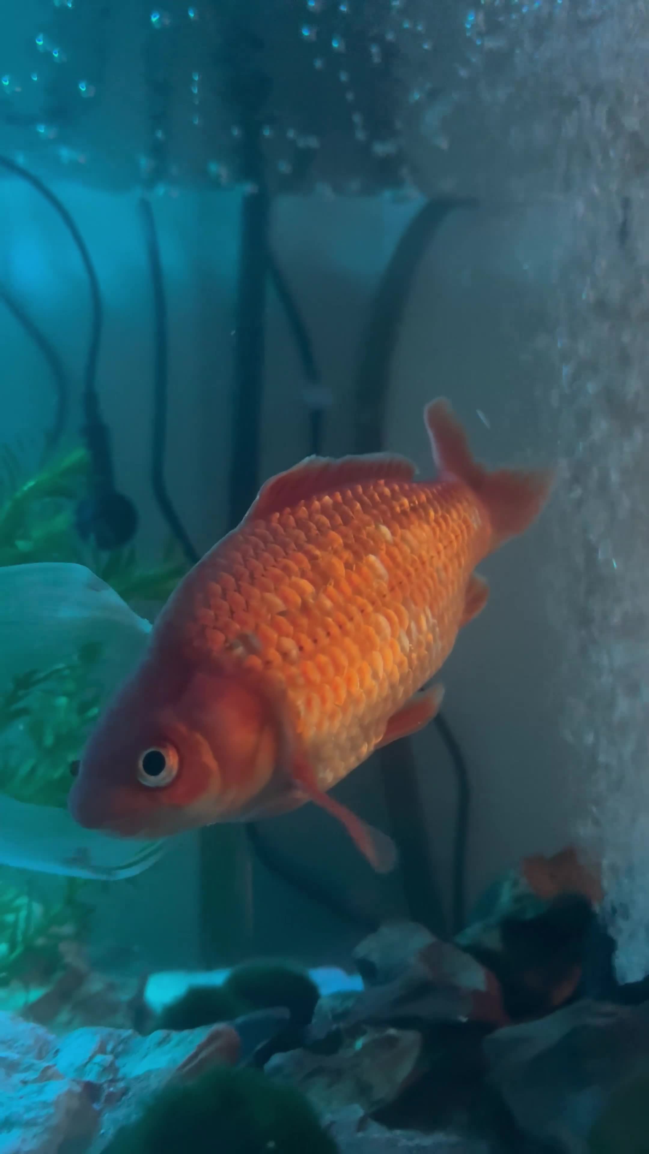 Goldfish fish for sale: 3 beautiful goldfish for sale 💖 in Stratford-upon-Avon - Video 3