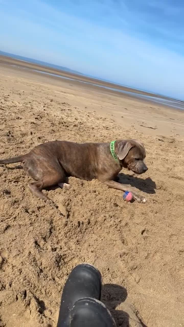 American Bulldog dogs for sale: America bulldog looking for a loving home! - Video 2