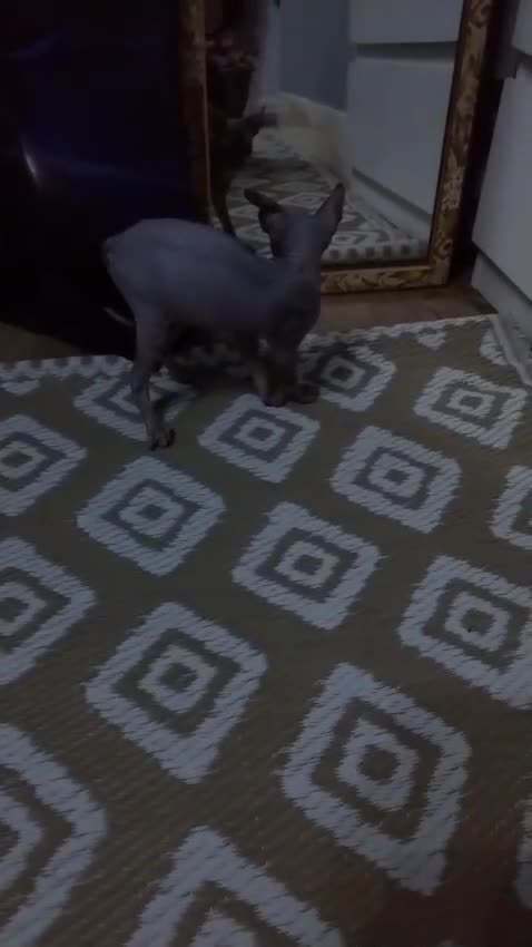 Sphynx cats for sale: Beautiful blue tabby girl - Video 1