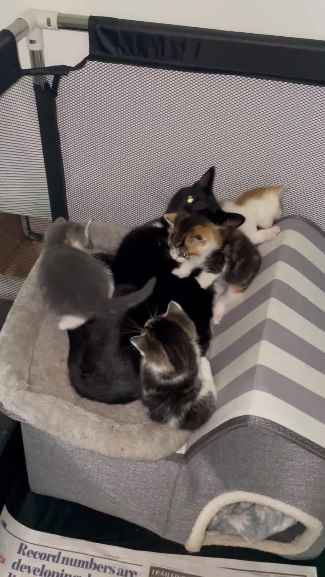 Mixed Breed cats for sale: Beautiful kittens looking for their forever homes - Video 3