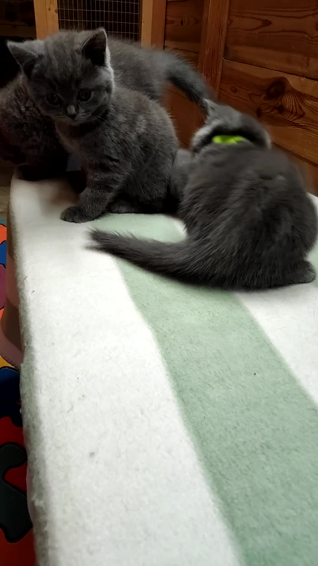 British Shorthair cats for sale: British shorthair kittens  - Video 1