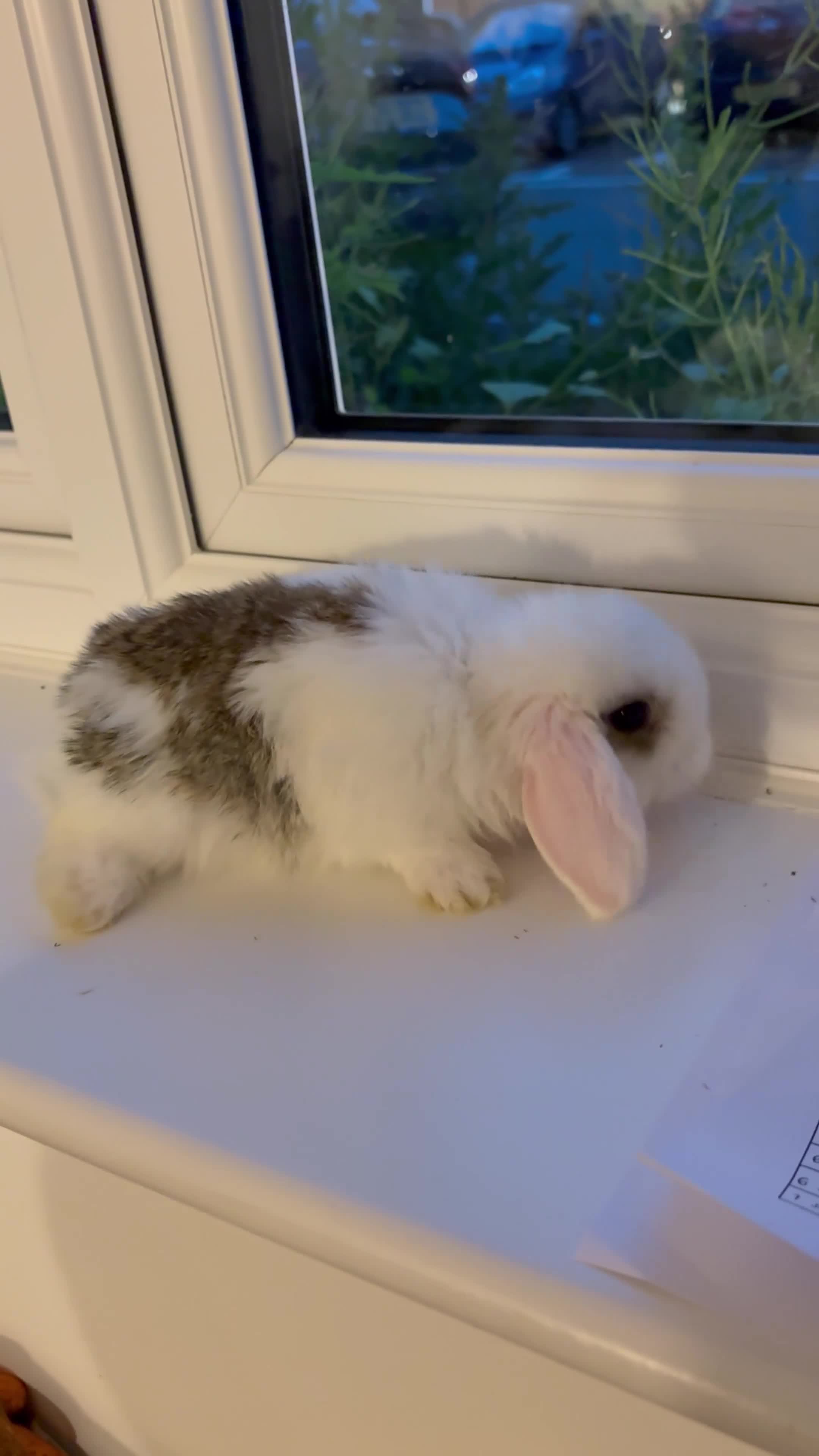 Mini Lop rabbits for sale: Baby purebred mini lops - Video 1