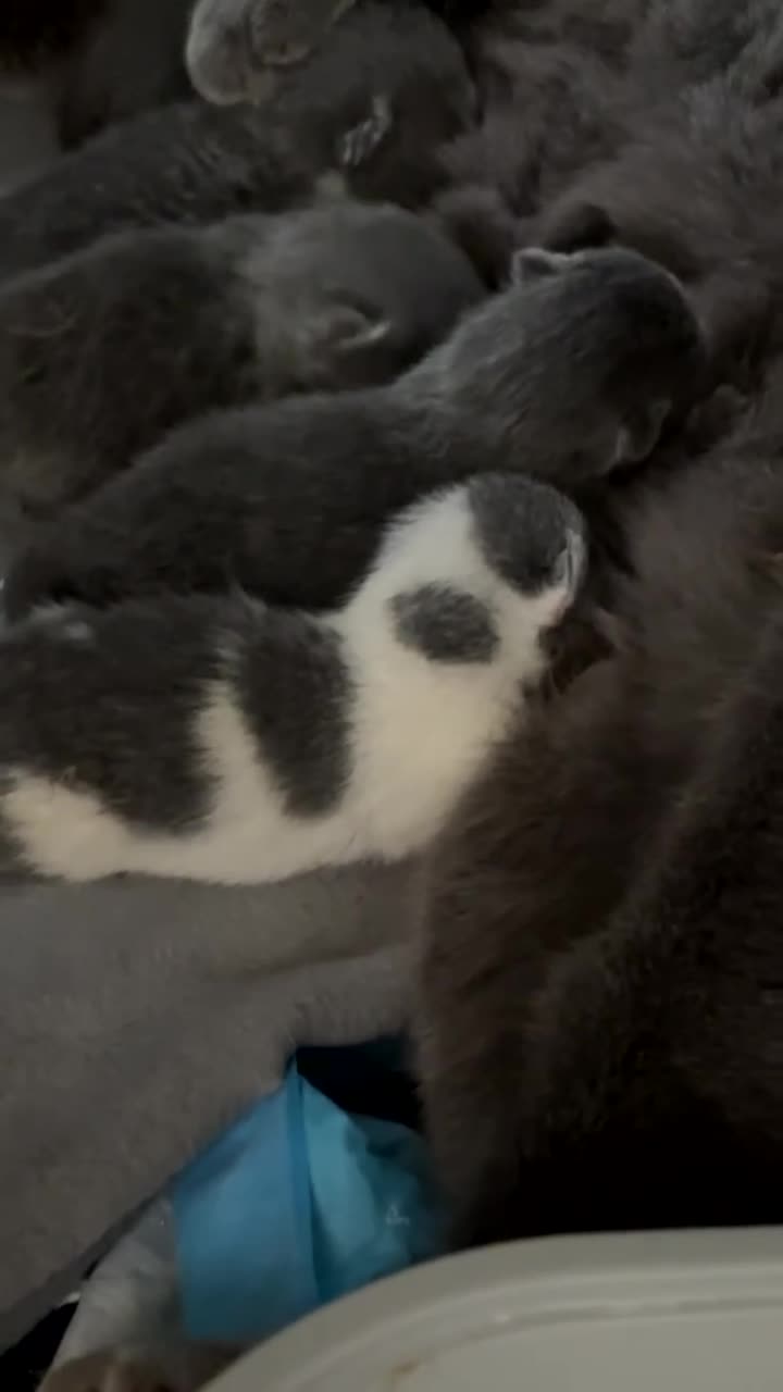 British Shorthair cats for sale: Beautiful British Shorthair Kittens  in Burton-on-Trent - Video 1