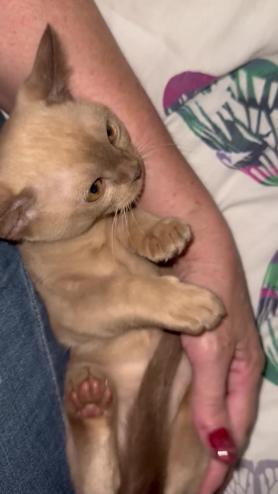Burmese cats for sale: Burmese kitten for sale - Video 1