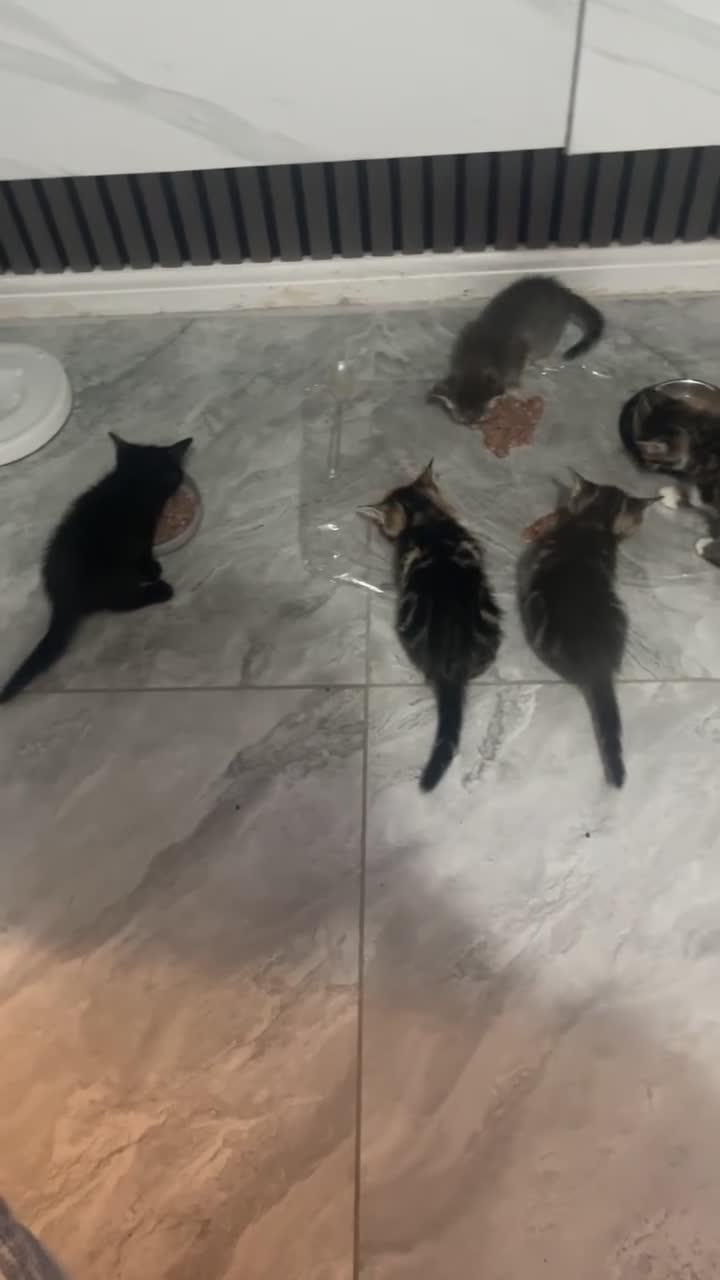 British Shorthair cats for sale: Kittens for sale  - Video 3