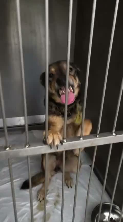 Mixed Breed dogs for adoption: LUNA! - Video 2