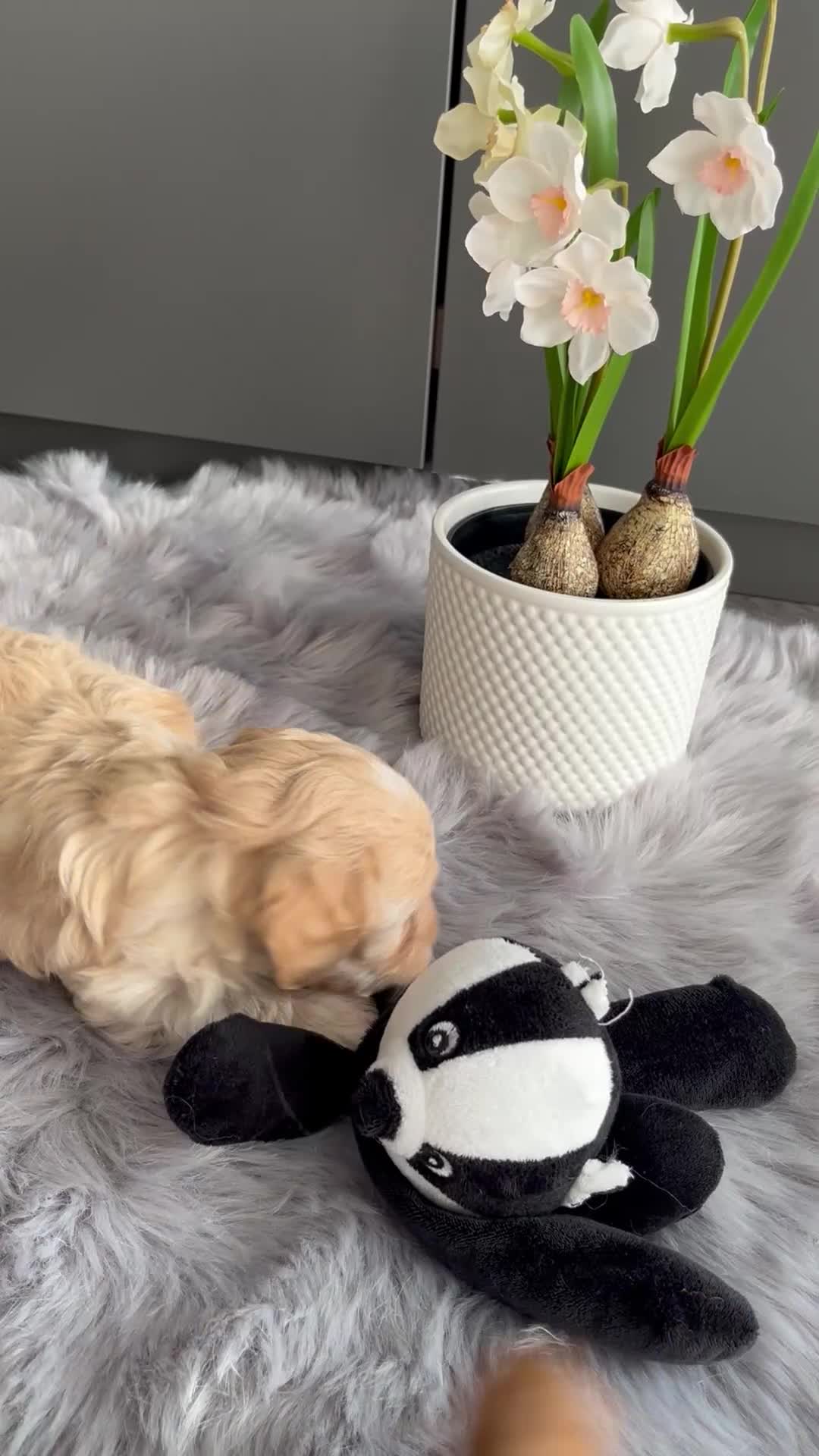 Maltipoo dogs for sale: F1 Beautiful Maltipool Puppies - Video 1