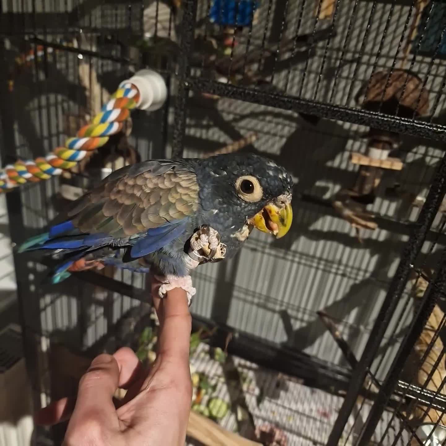 Parrots birds for sale: Bronze wing Pionus female 3 years old - Video 5