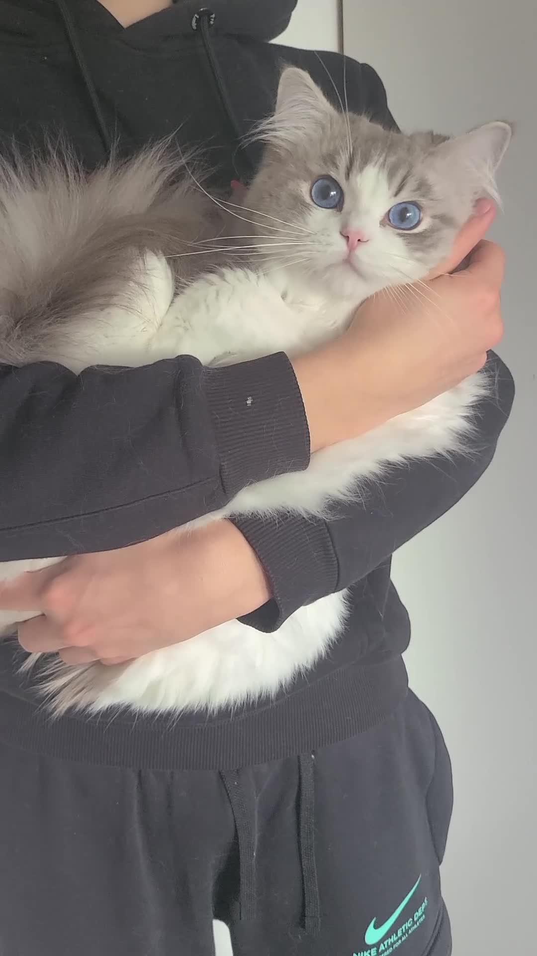 Ragdoll cats for sale: Retired Blue Lynx Bicolor Male Show Quality  - Video 1