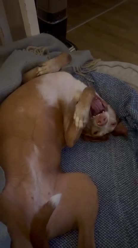 Ibizan Hound dogs for adoption: Kiara - a sweet low energy girl - Video 5