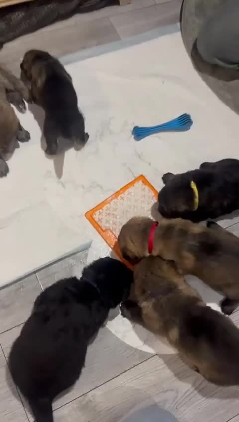 German Shepherd dogs for sale: German Shepherd Puppies (6 Boys, 1 Girl) - Video 1