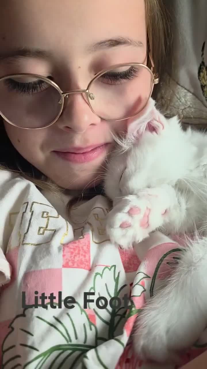 Maine Coon cats for sale: Beautiful White ***polydactyl*** Maine Coon girl. - Video 1