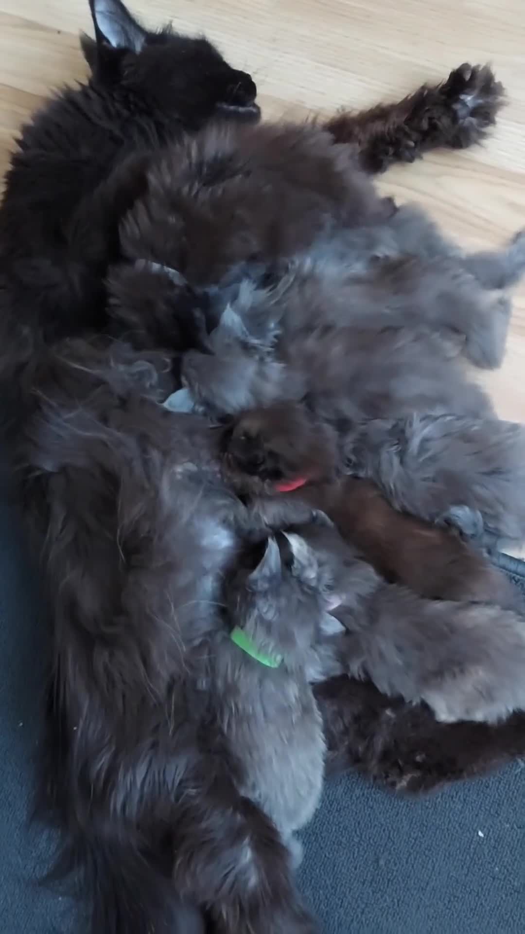 Maine Coon cats for sale: GREAT QUALITY MAINE COON KITTENS/DNA/GCCF  - Video 1