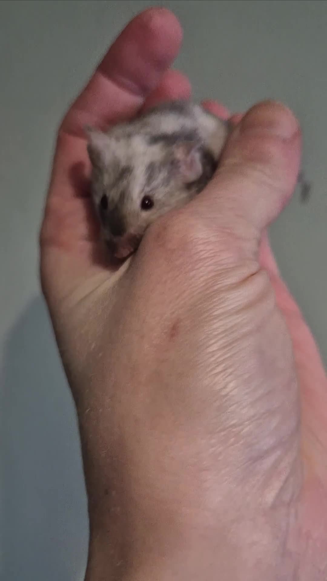 Mouse rodents for sale: Fancy mice looking for homes - Video 2