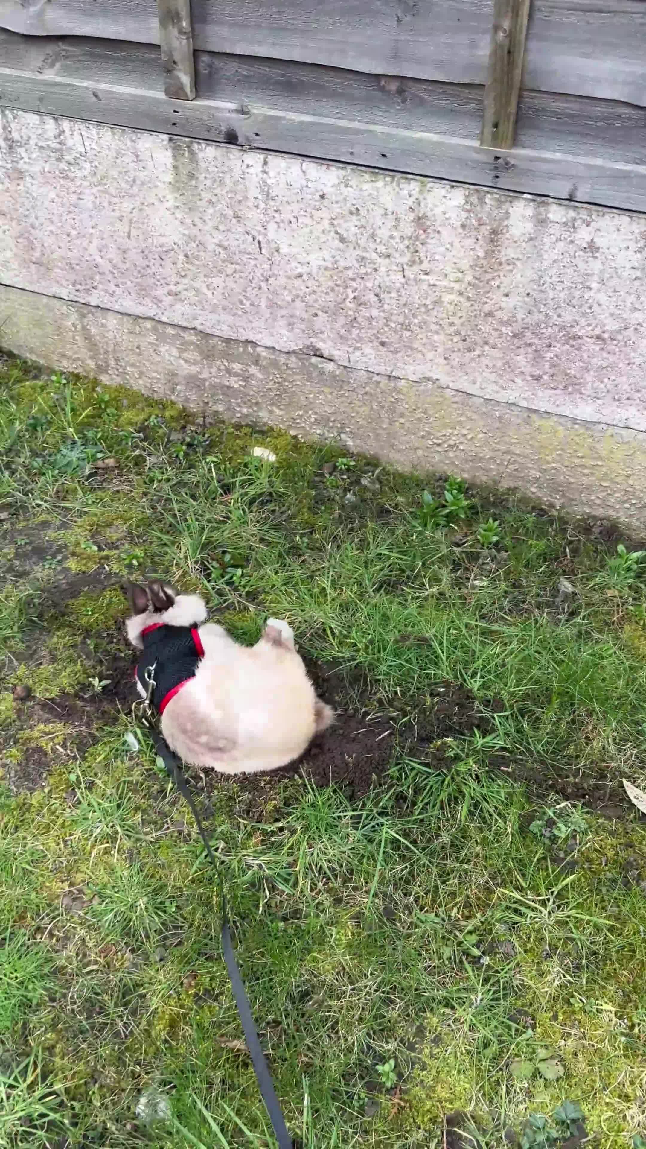 Netherland Dwarf rabbits for sale: Bunny up for sale - Responds to snuggles!  - Video 2