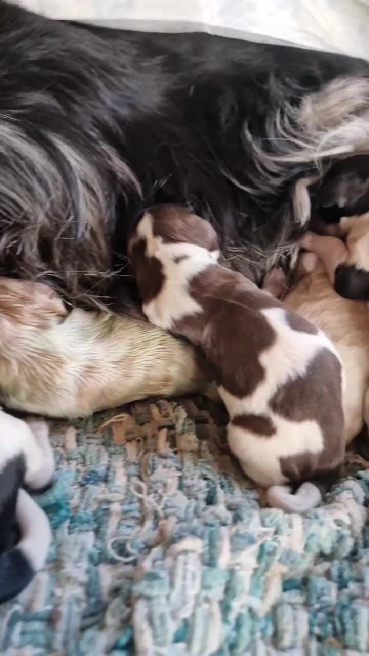 Cockapoo dogs for sale: Gorgeous Cockapoo puppies - Video 3
