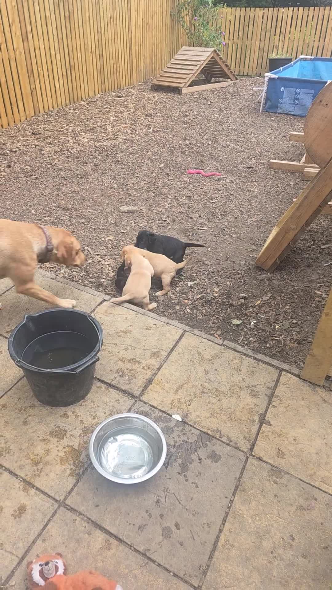 Labrador Retriever dogs for sale: Gorgeous pups from our Milromali working lines  - Video 1