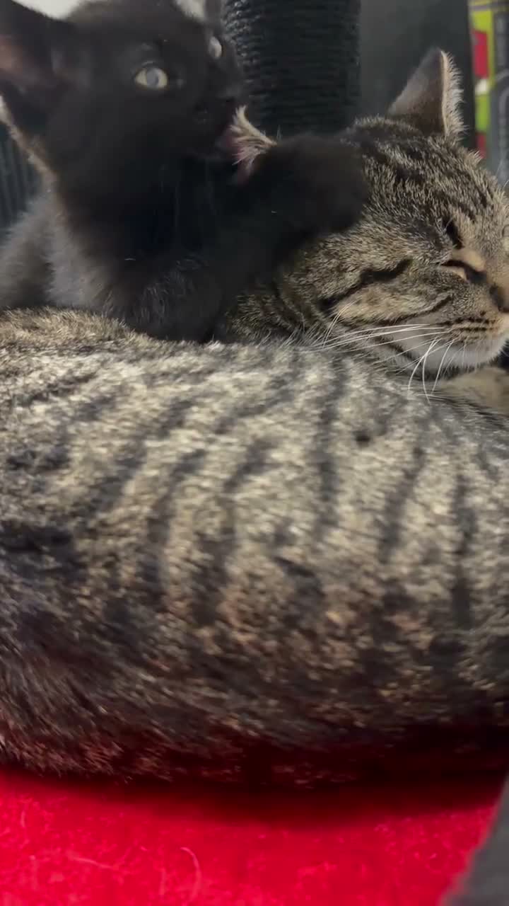 Mixed Breed cats for sale: NEED REHOMED ASAP black Kitten & junior tabby - Video 4
