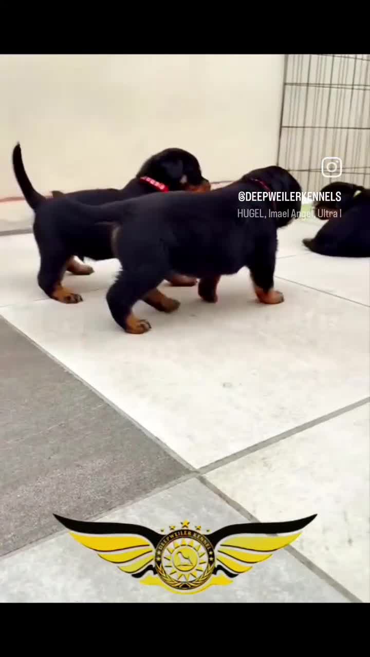 Rottweiler dogs for sale: BEAUTIFUL ROTTWEILER PUPPIES FULL KC SHOW QUALITY  - Video 2