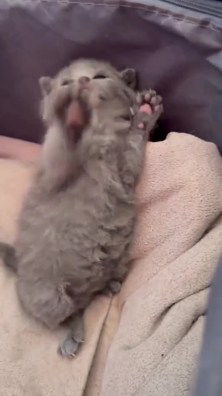 British Shorthair cats for sale: “British Shorthair Blue [Kitten/Cat]–[Age10 weeks] - Video 1