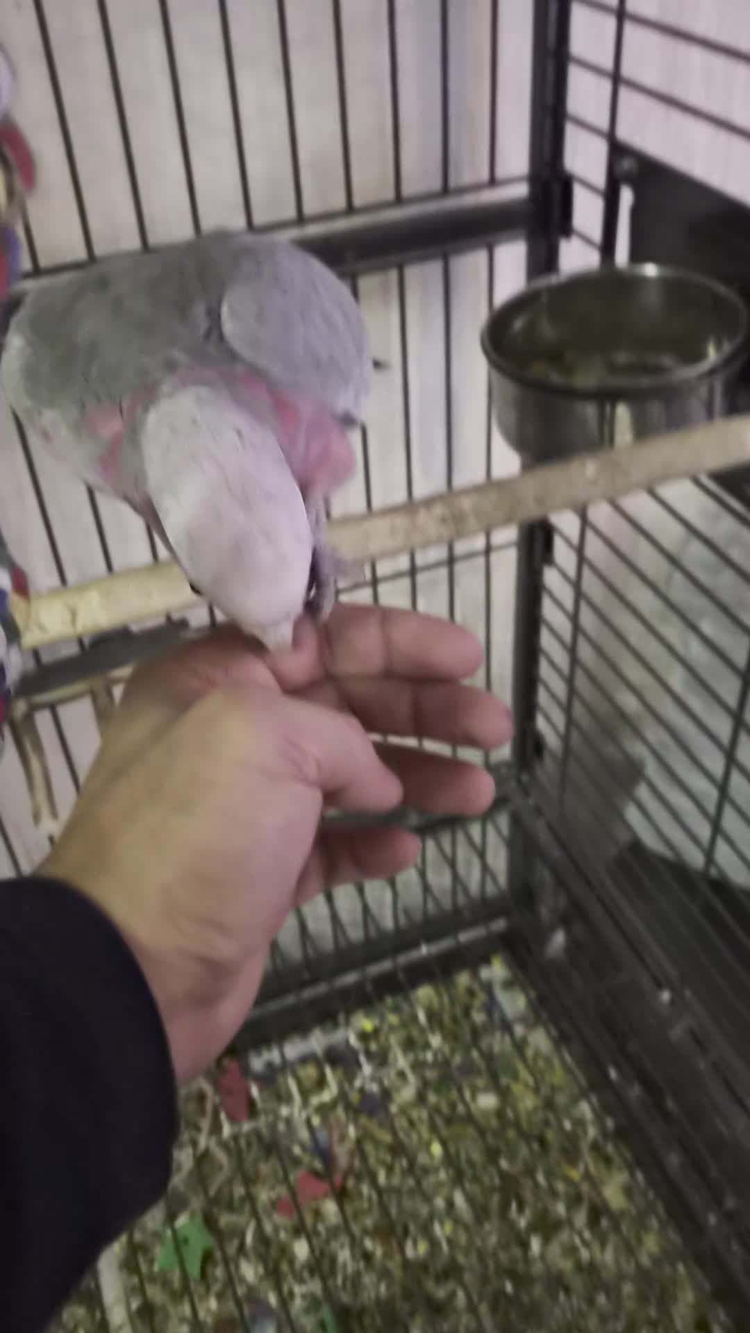 Cockatoo birds for sale: Galah Cokatoo  - Video 1