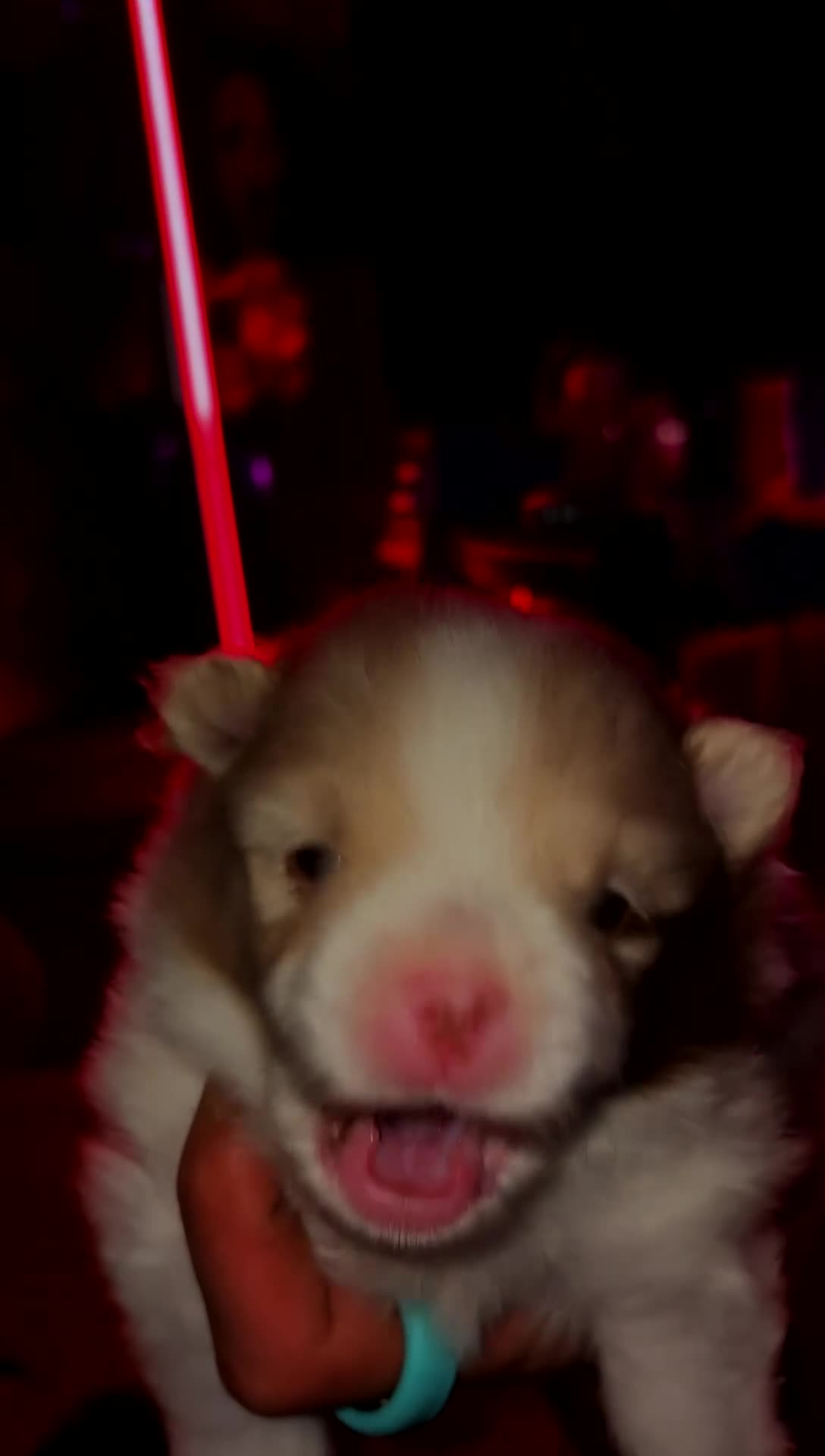 Pomeranian dogs for sale: Two beautiful boys cream sable chocolate  - Video 2