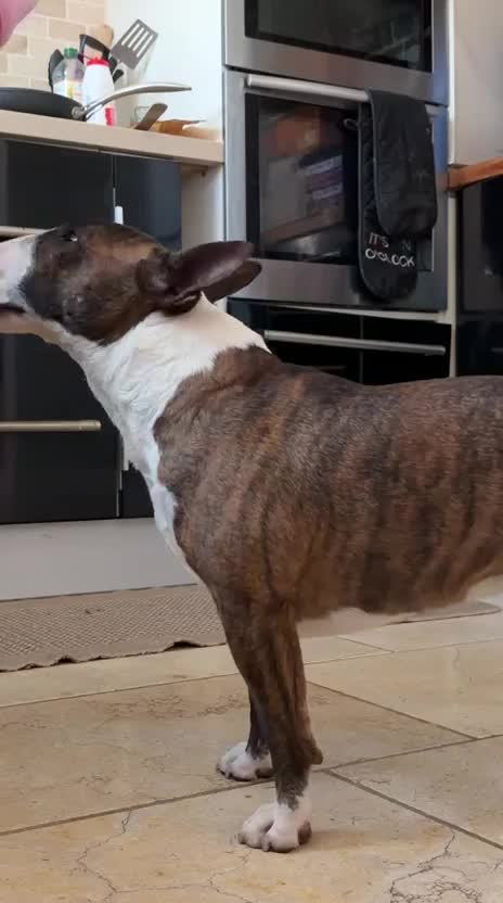Miniature Bull terrier dogs for sale: 🐾 SPECIAL HOME WANTED FOR A VERY SPECIAL BOY 🐾 - Video 3