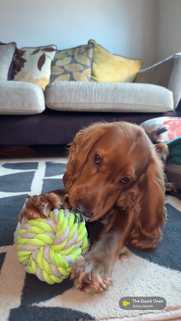 Cocker Spaniel dogs for stud: Golden show cocker spaniel for stud  - Video 3