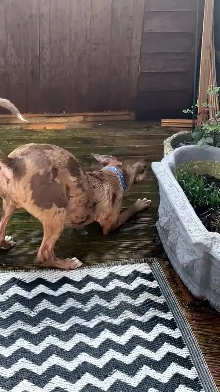 Mixed Breed dogs for sale: 11 month old puppy - Video 1
