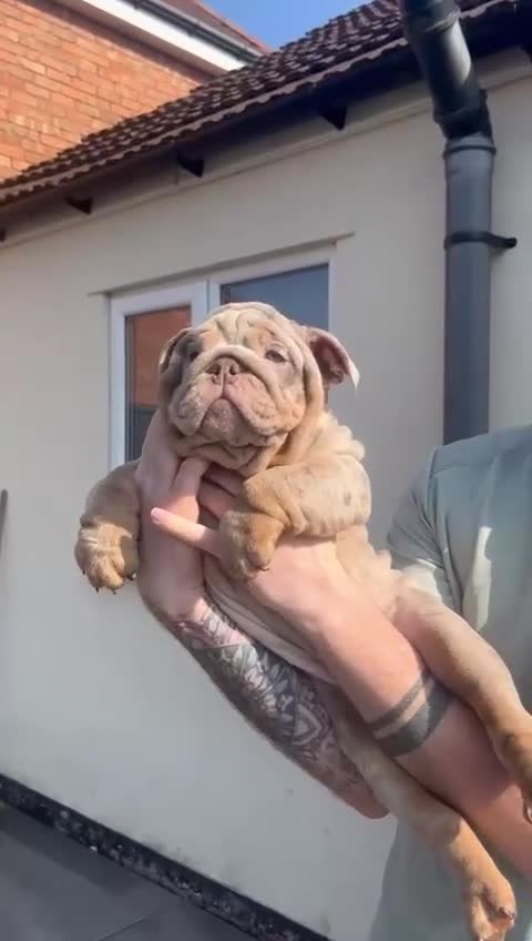 English Bulldog dogs for sale: Female lilac bulldog  in West Bromwich - Video 2