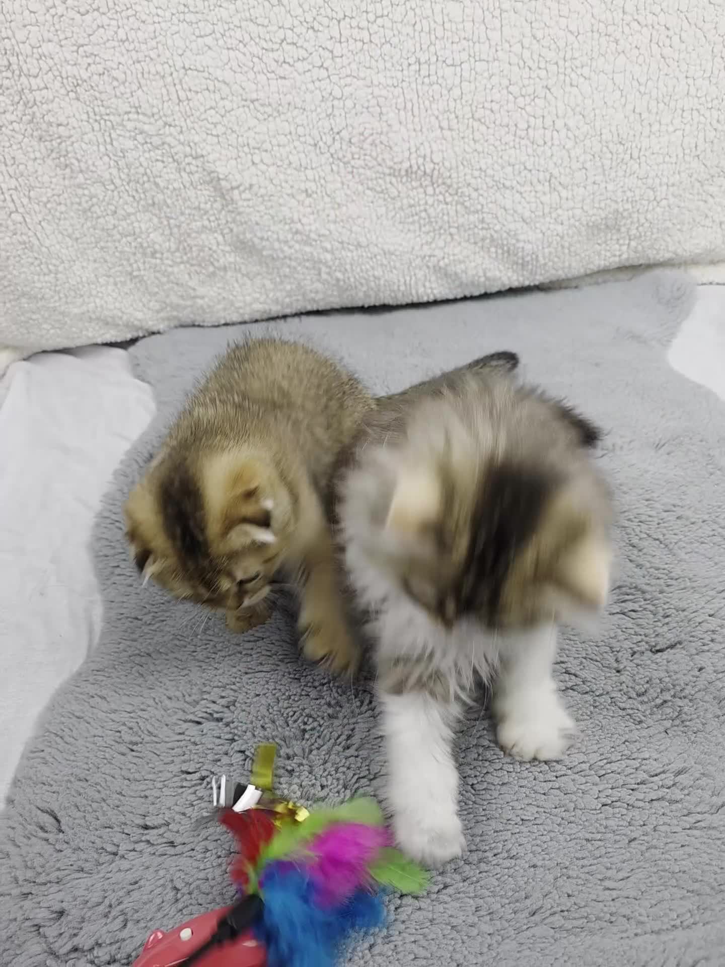 Scottish Fold cats for sale: STUNNING TICA REGISTERED SCOTTISH BABIES  - Video 4