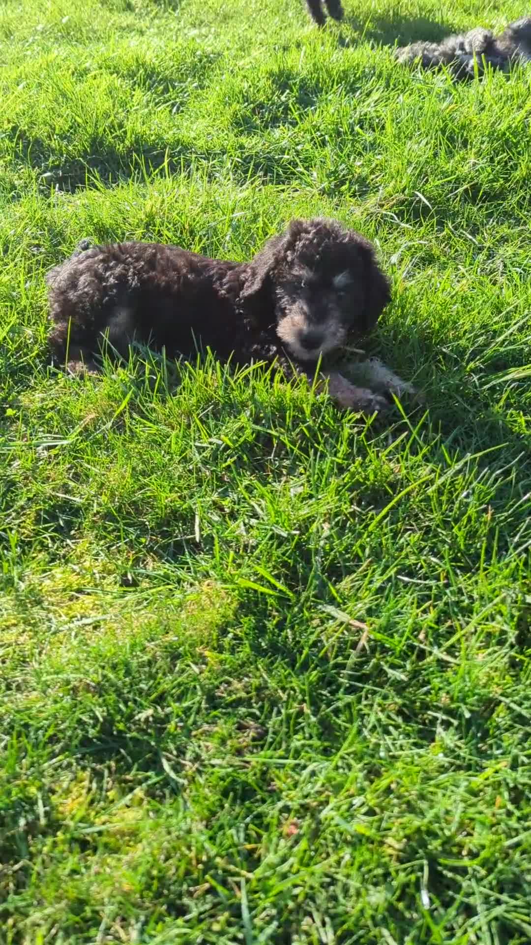 Bedlington Terrier dogs for sale:  Bedlington terrier  - Video 2
