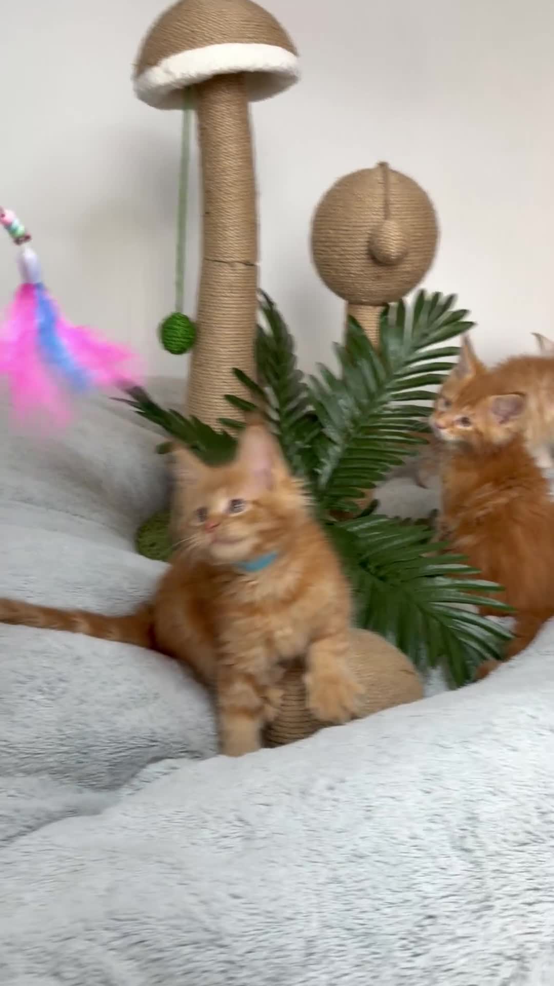 Maine Coon cats for sale: Maine Coon XXL - Video 2