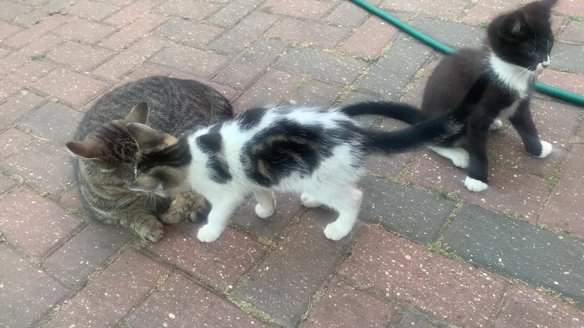 Mixed Breed cats for sale: Gorgeous Tabby Kittens - 3 Left - Video 2