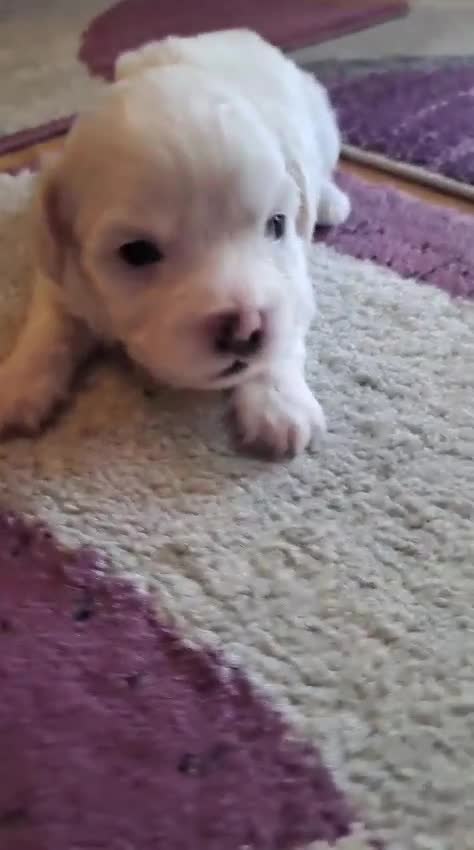 Bichon Frise dogs for sale: 4beautiful Bichon Frise puppies (3boys and 1 girl) - Video 5