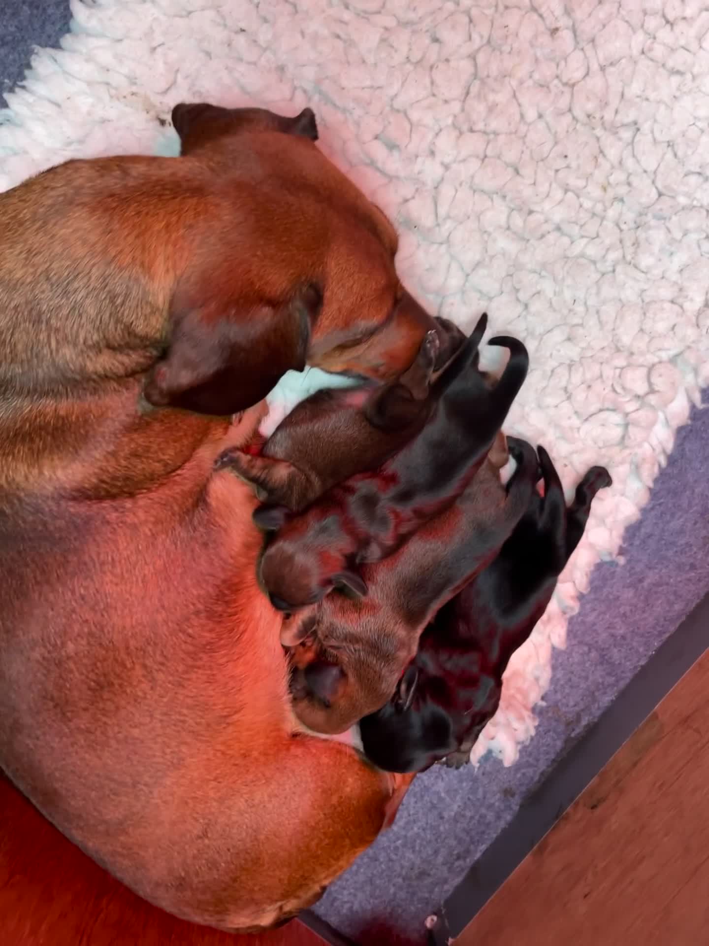 Miniature Dachshund dogs for sale: 1 little shaded red miniature dachshund girl left  - Video 2