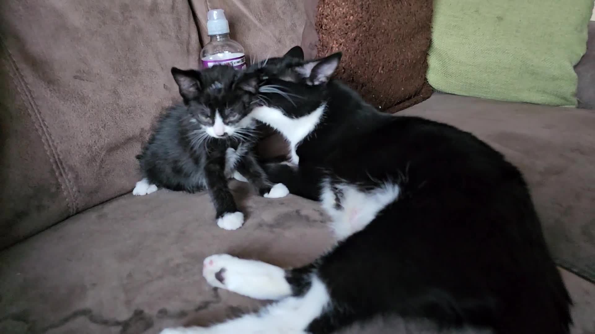 Mixed Breed cats for sale: Stunning Bengal/savannah x domestic shorthair  - Video 1