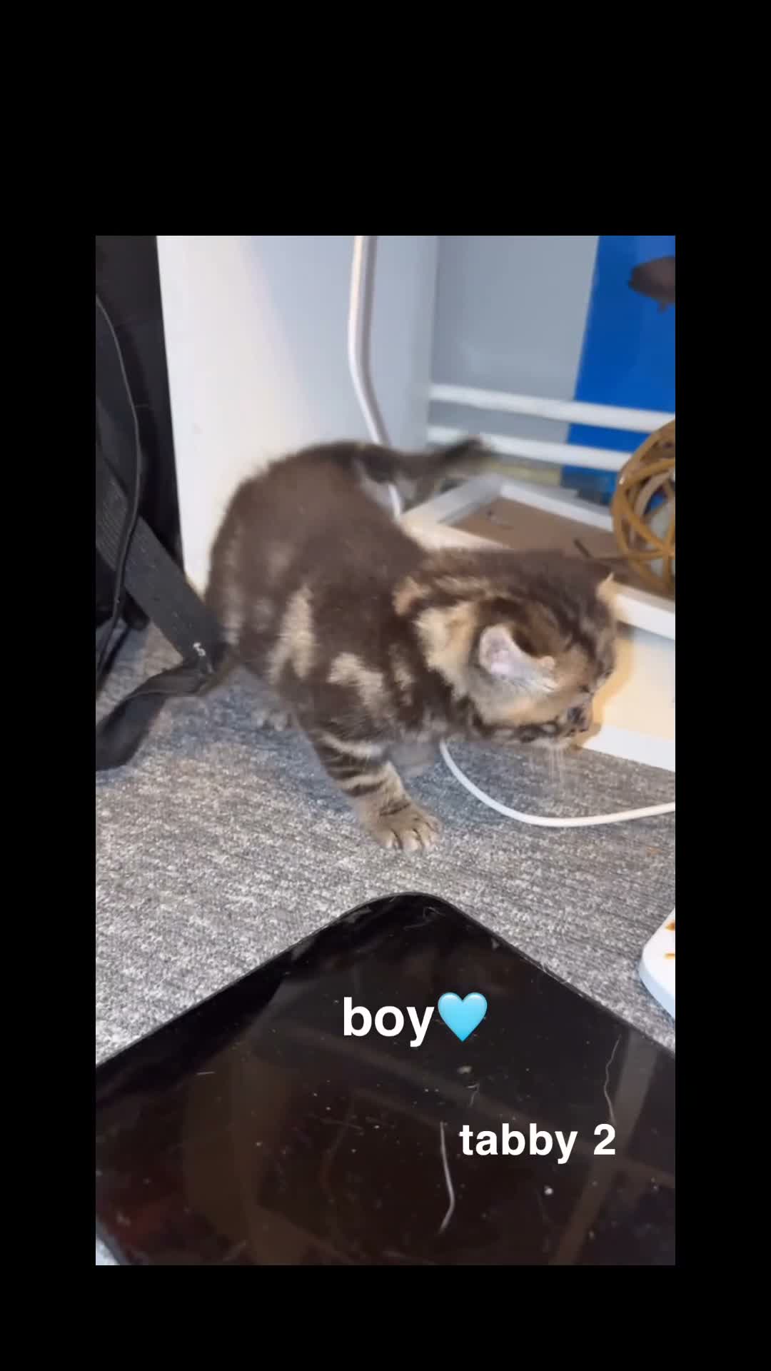 Domestic Shorthair cats for sale: gorgeous kittens for sale! - Video 1