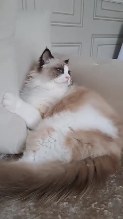 Ragdoll cats for sale: Premium Seal Bicolour  Ragdoll Boys 💖💖💖 - Video 2