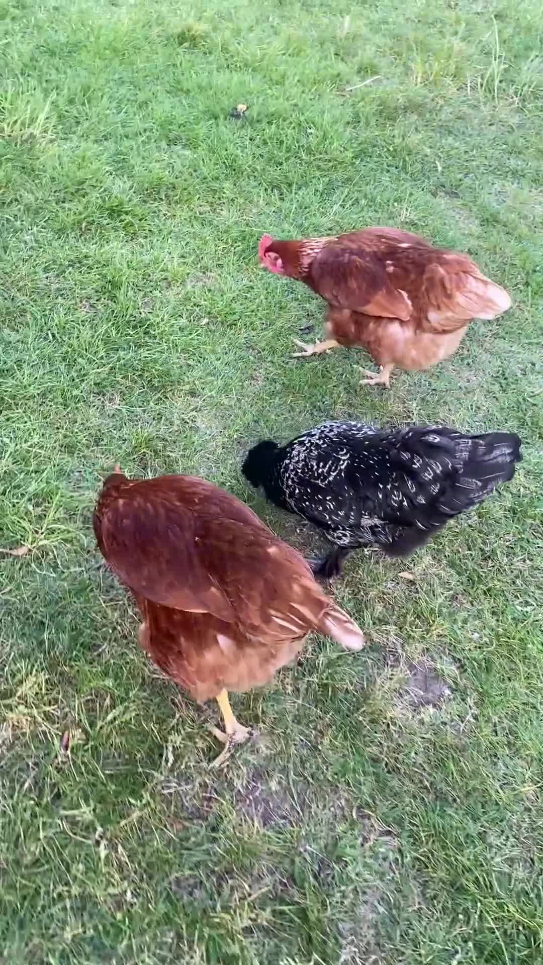 Chickens poultry for sale: Female chickens for sale - Video 1