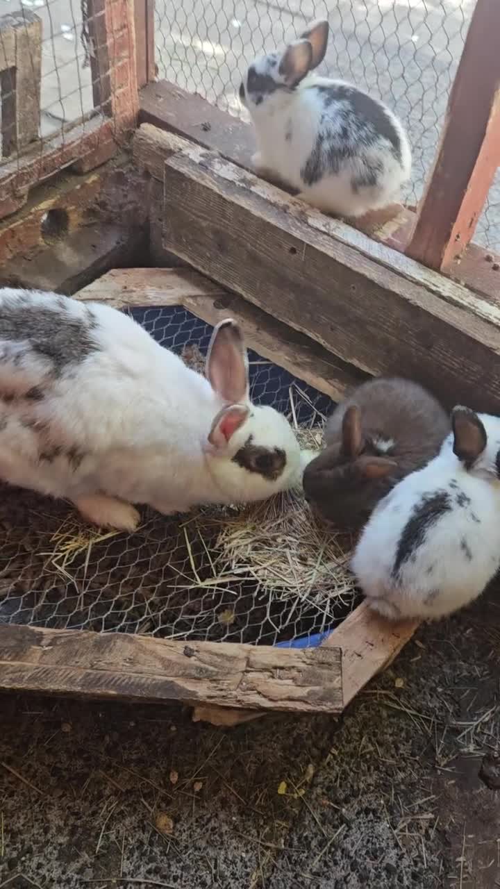 Rex rabbits for sale: Friendly male rabbit - Video 3