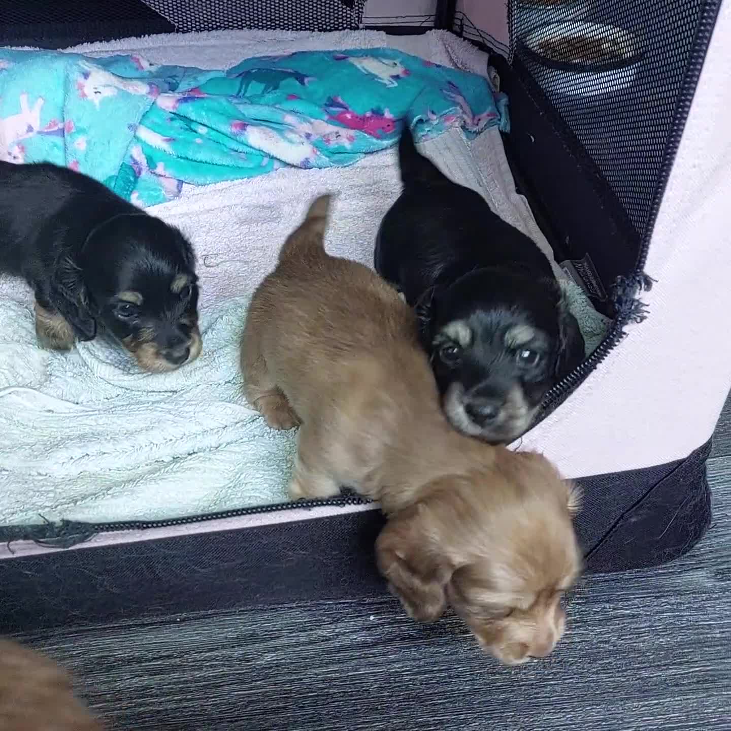 Miniature Dachshund dogs for sale: BEAUTIFUL K C REG PRA CLEAR MINI LONG HAIRED DAXIS - Video 2