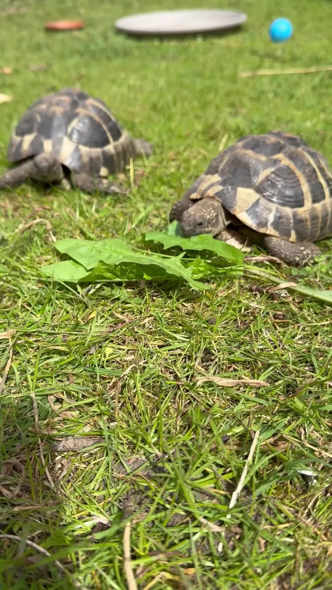 Tortoise reptiles for sale: Two hermans - Video 2