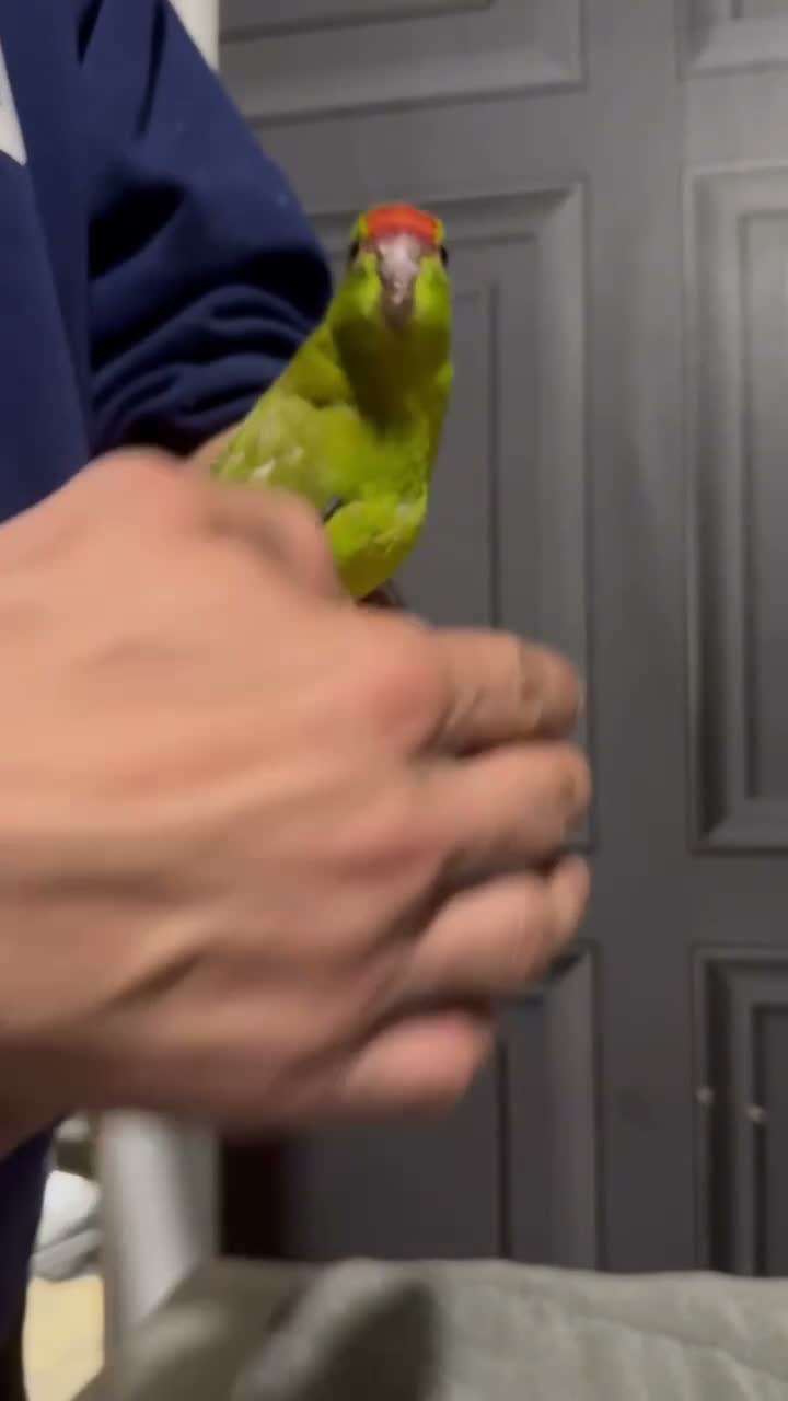 Budgerigars birds for sale: Kakarikis tame baby’s and Adults - Video 2