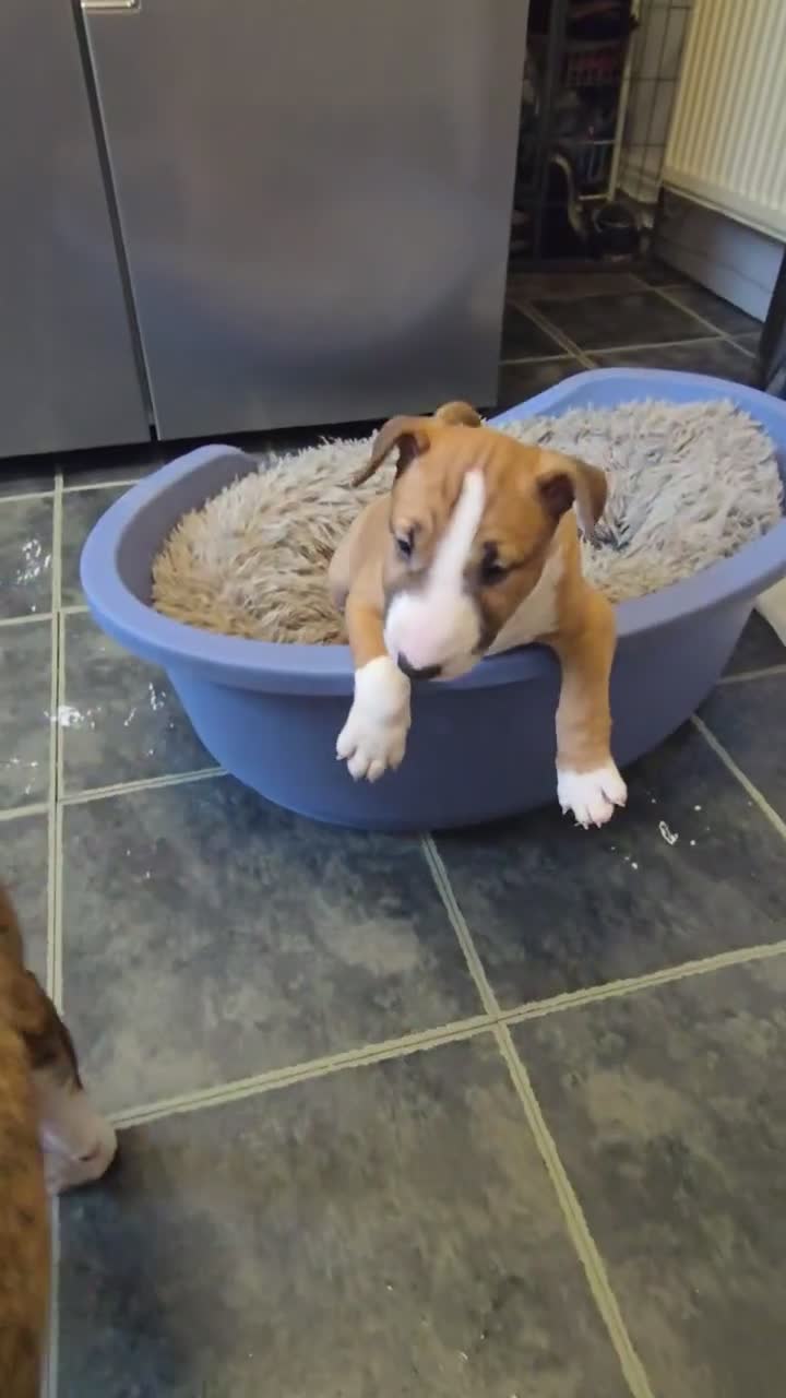 Miniature Bull terrier dogs for sale: Fawn and White MBT Boy - Video 1