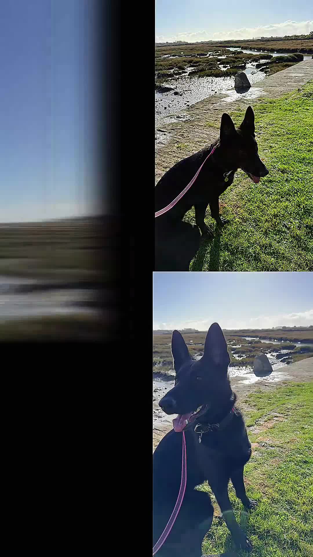 German Shepherd dogs for sale: Fully Trained Black German Shepherd - Video 5