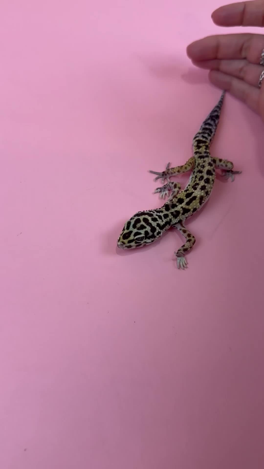 Leopard Gecko reptiles for sale: X2 Female Leopard Gecko's - Video 2